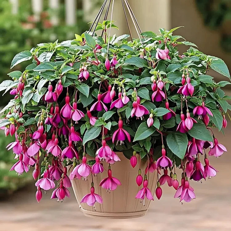 Fuchsia Seeds - Lantern flower