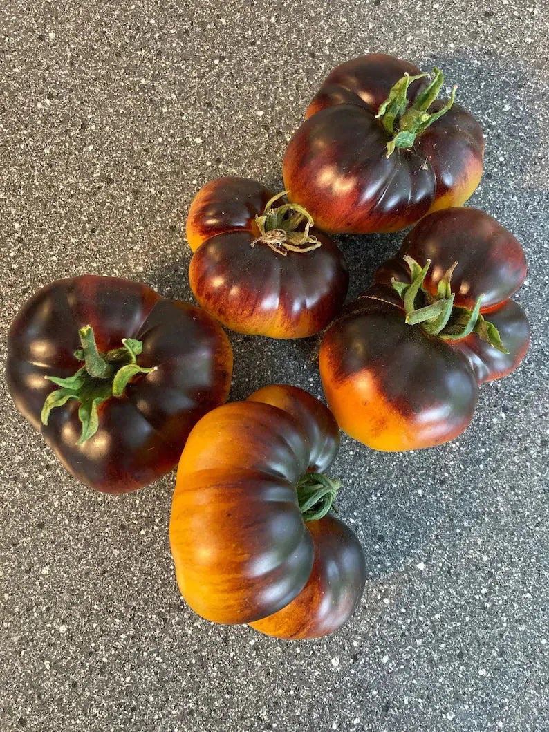 Lucid Gem Tomato Seeds Organic. Heirloom Tomatoes