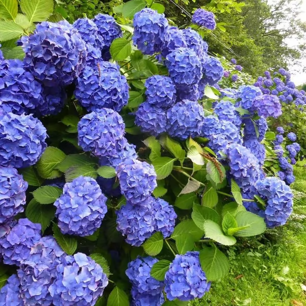 🔥 Limited Edition! Red. White & Blue Hydrangeas for America's 250th 🇺🇸