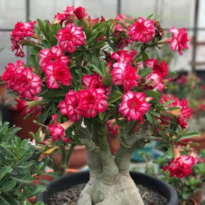 🎁Desert Rose Bulbs🌵Super easy care! 🌸 Adenium Obesum Bulbs
