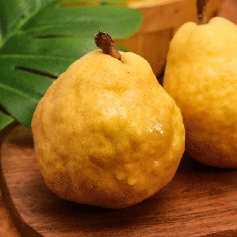 Ugly Pear Seeds