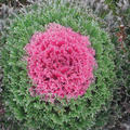 Green-Pink Collard Vegetable Seeds