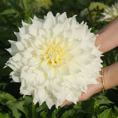 🌸Dinnerplate Dahlia Bulbs – Giant Show-Stopper Blooms