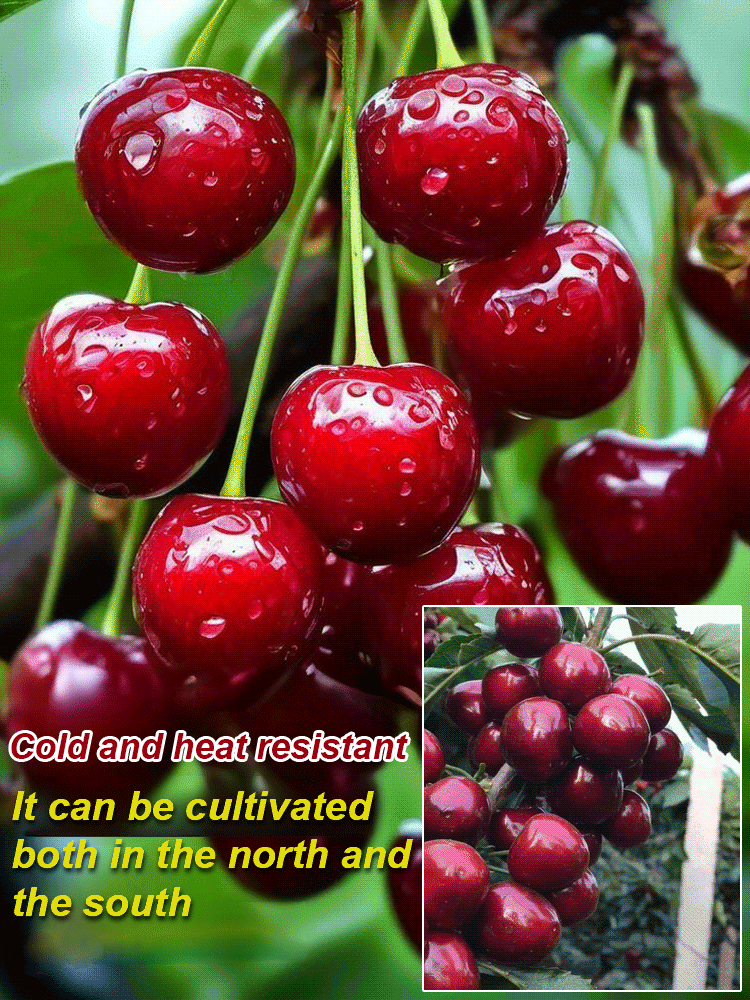 [No fruit. full refund] Premium Giant Sweet Cherry Sapling