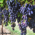 Sapphire Grapes Seeds