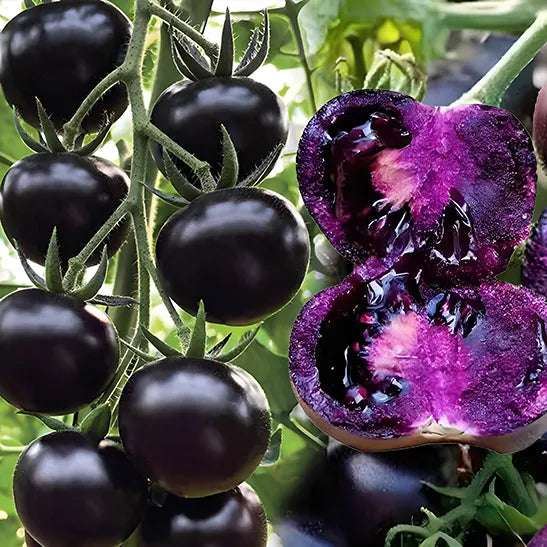 Rare Pruple Tomato Seeds No-Gmo