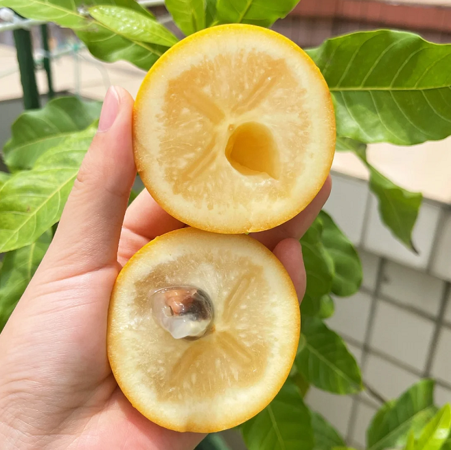 Golden Fruit Seeds