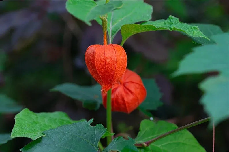 🎉65% OFF💥🔥Lantern Cherry Seeds🍓🍒Winter Ground Cherry-Strawberry Ground Cherry