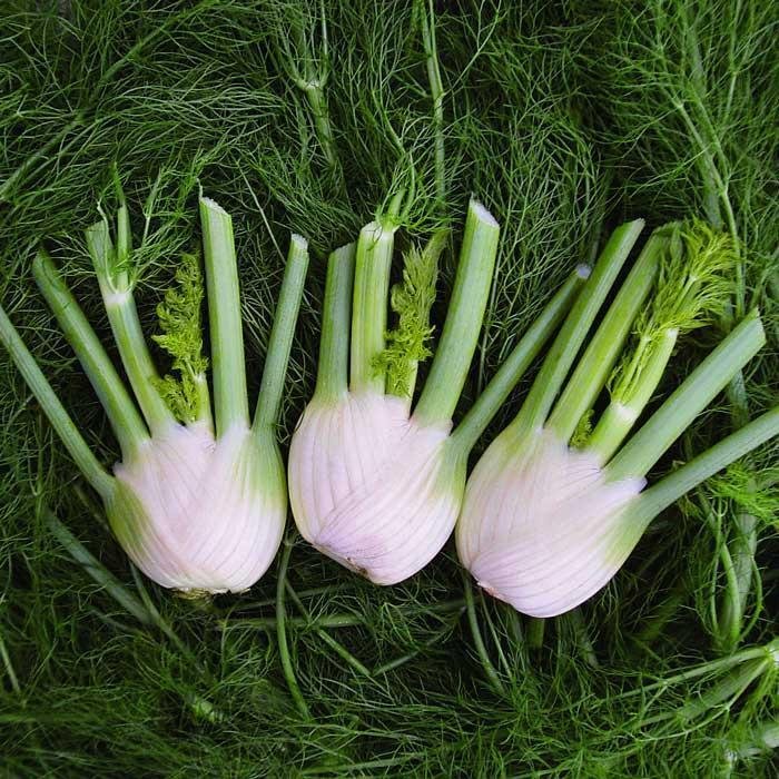 🌿✨ Bulbing Fennel Seeds – Flavorful. Fragrant. and Beautiful! 🍽️🌱