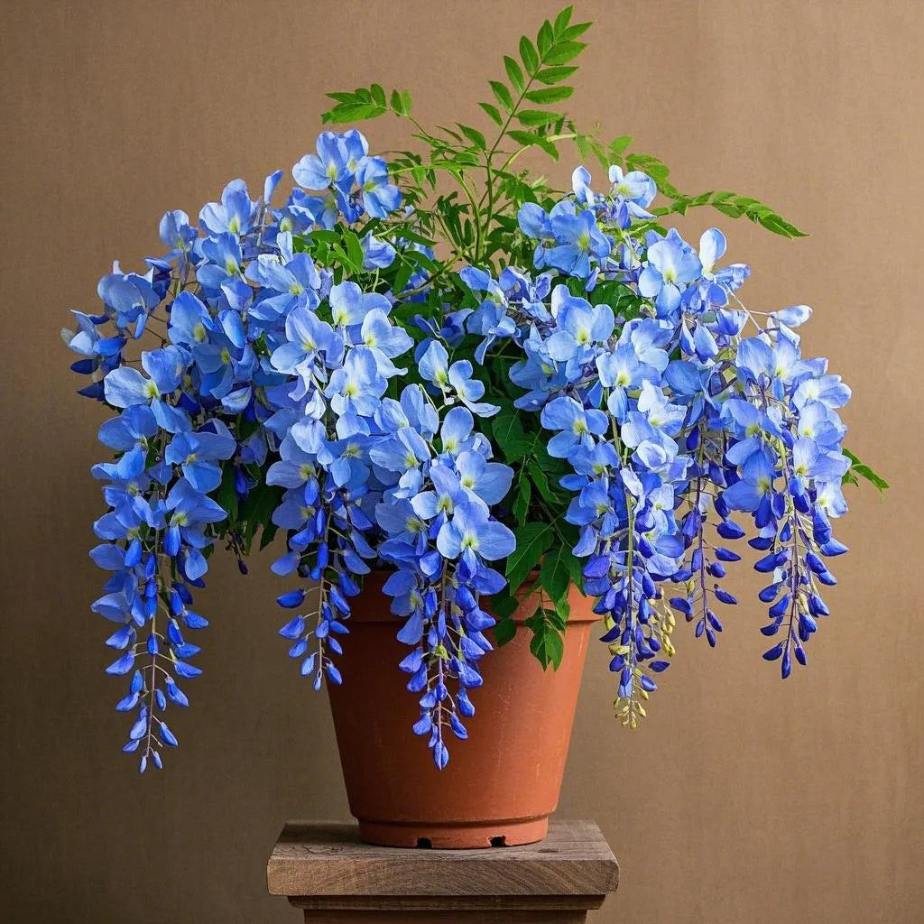 🇺🇸 Celebrate America's 250th with Red. White & Blue Wisteria Seeds 🌸