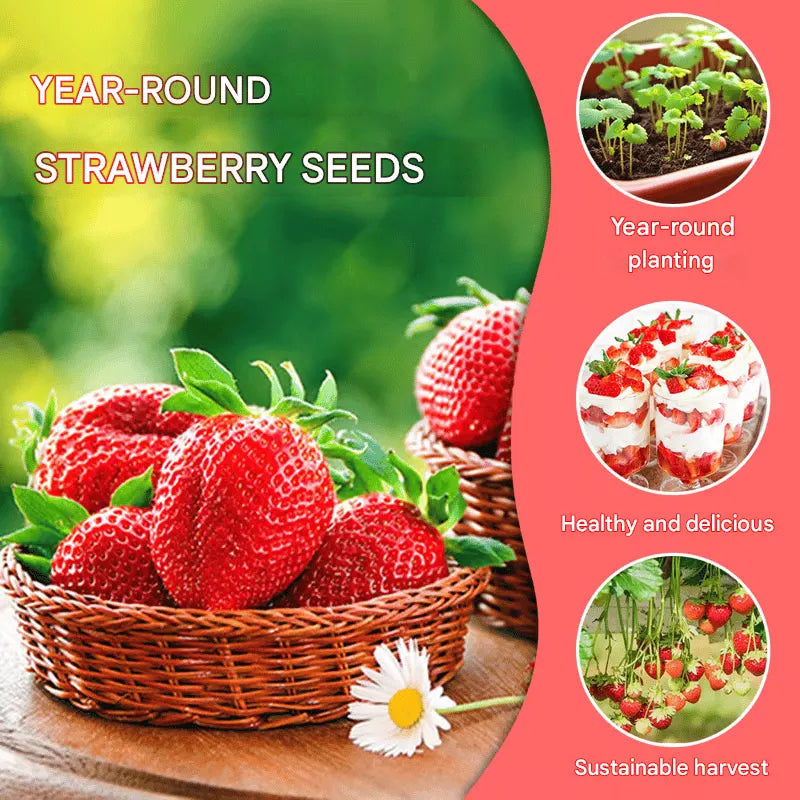 All-Year-Round Strawberry Seeds🍓