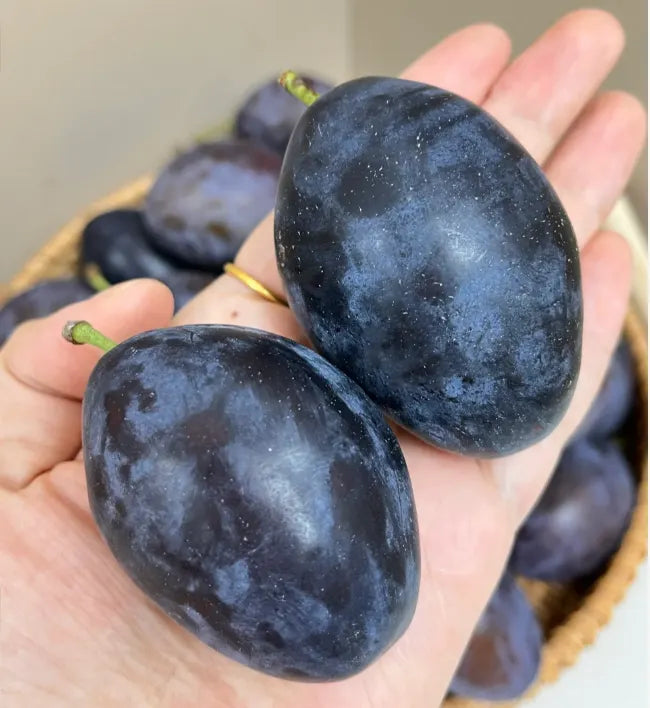 Prune Plum Trees Seeds
