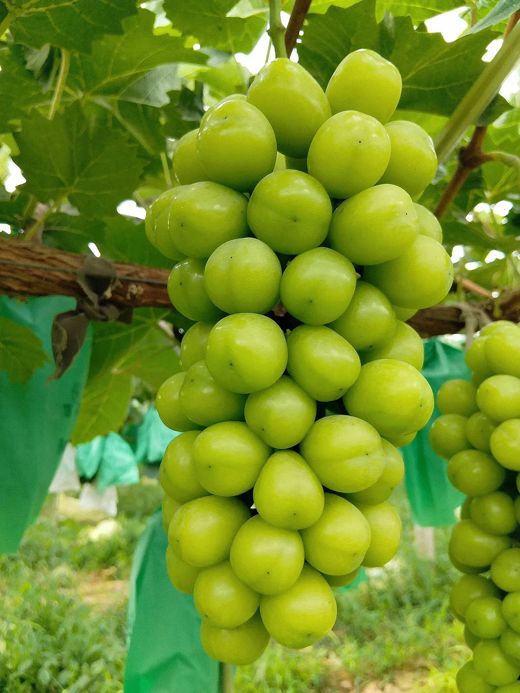 Shine Muscat Tree Seeds-Sunshine Rose Grape(🪴Can be potted)