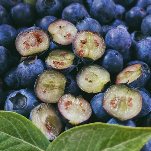 🫐 Sweet Ice Blueberry - Year-Round Harvest - Home Potted Plant - Balcony Backyard
