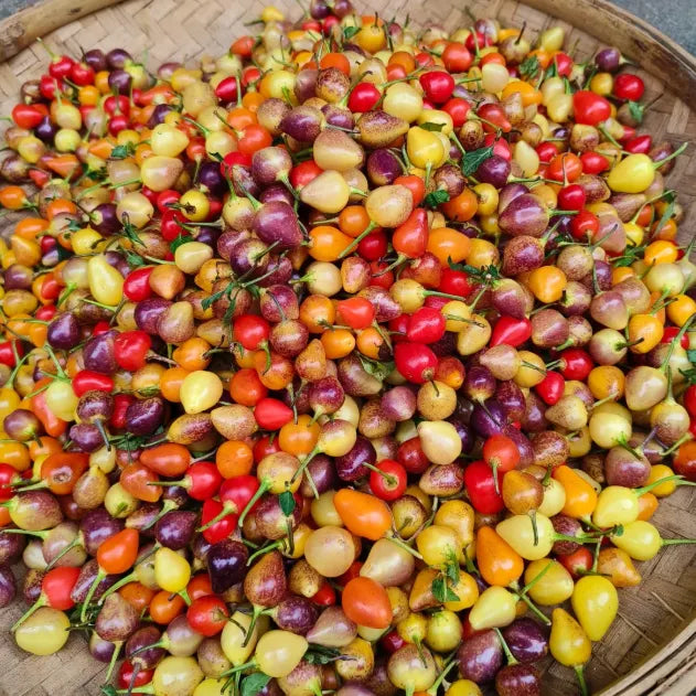 🌶️Non-GMO Organic Colorful Pepper Seeds