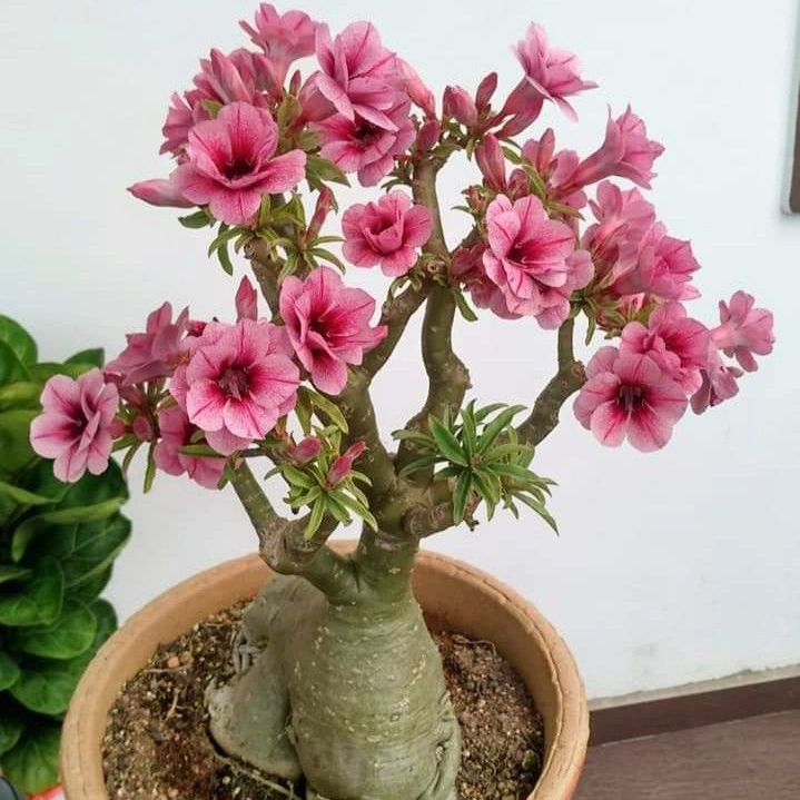 🎁Desert Rose Bulbs🌵Super easy care! 🌸 Adenium Obesum Bulbs