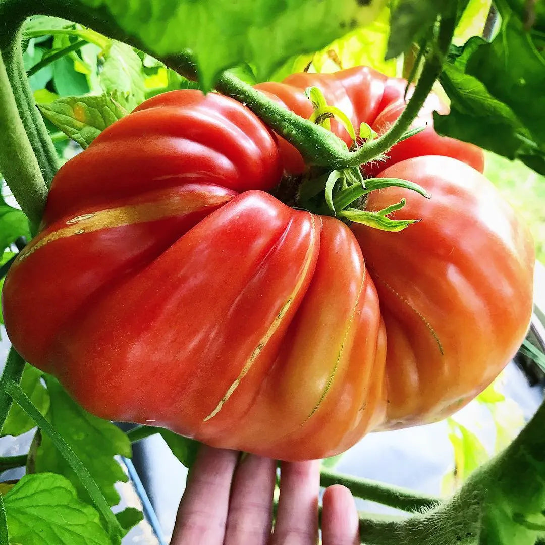 Giant Delicious Tomato / Up to 2kg (20 Seeds a Pack)