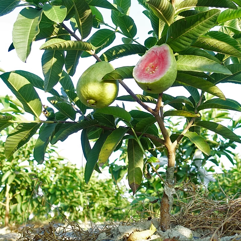Strawberry Guava Seeds
