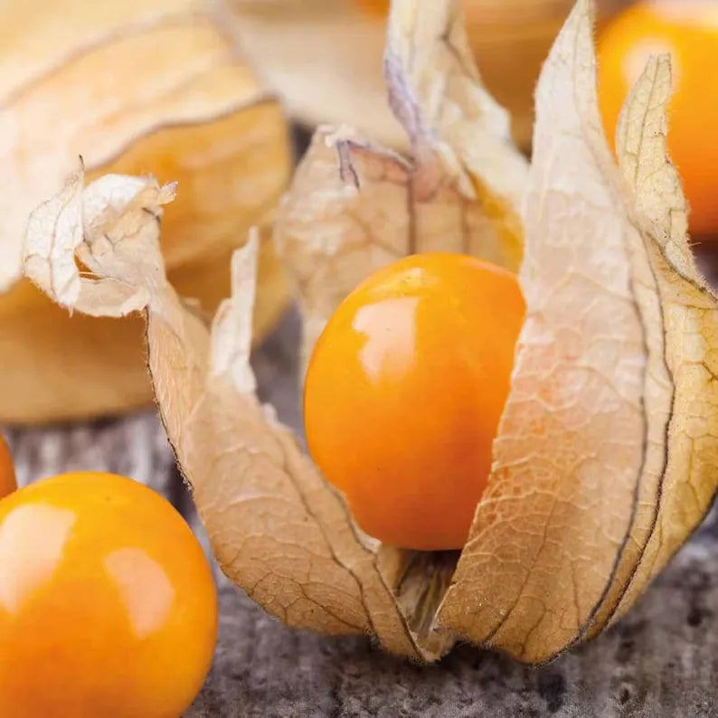 🎉65% OFF💥🔥Lantern Cherry Seeds🍓🍒Winter Ground Cherry-Strawberry Ground Cherry