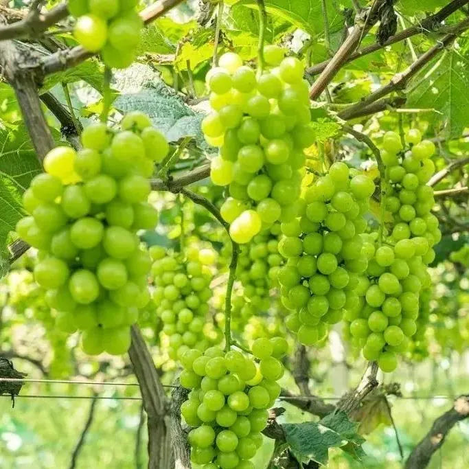 Shine Muscat Tree Seeds-Sunshine Rose Grape(🪴Can be potted)