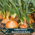 Yellow Sweet Spanish Utah Onion