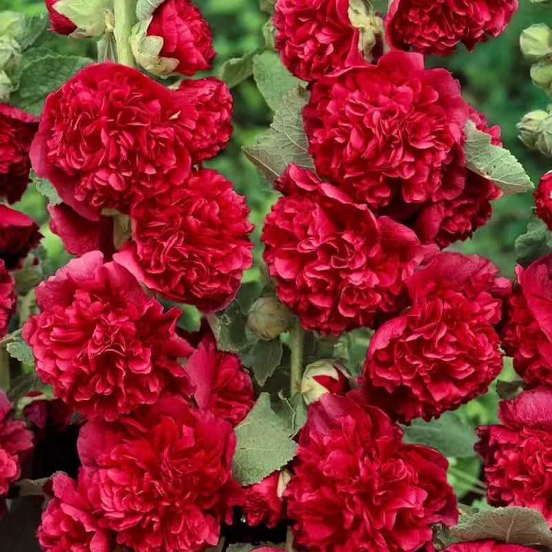 🏆 50K+ SOLD!🌺Double Hollyhock Seeds – Fall & Winter Planting. Perennial Blooms & Stunning Garden Elegance 🍂