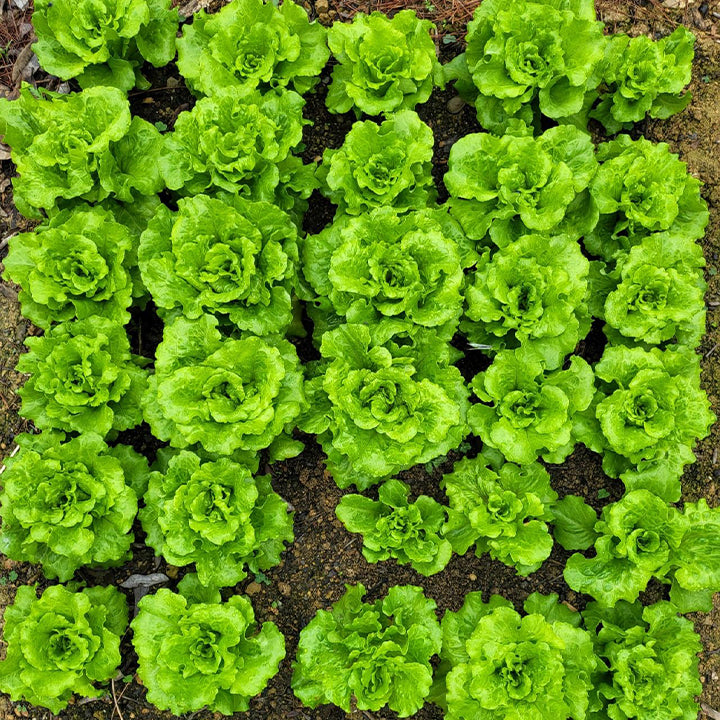 Organic Lettuce Seeds 'Purple'