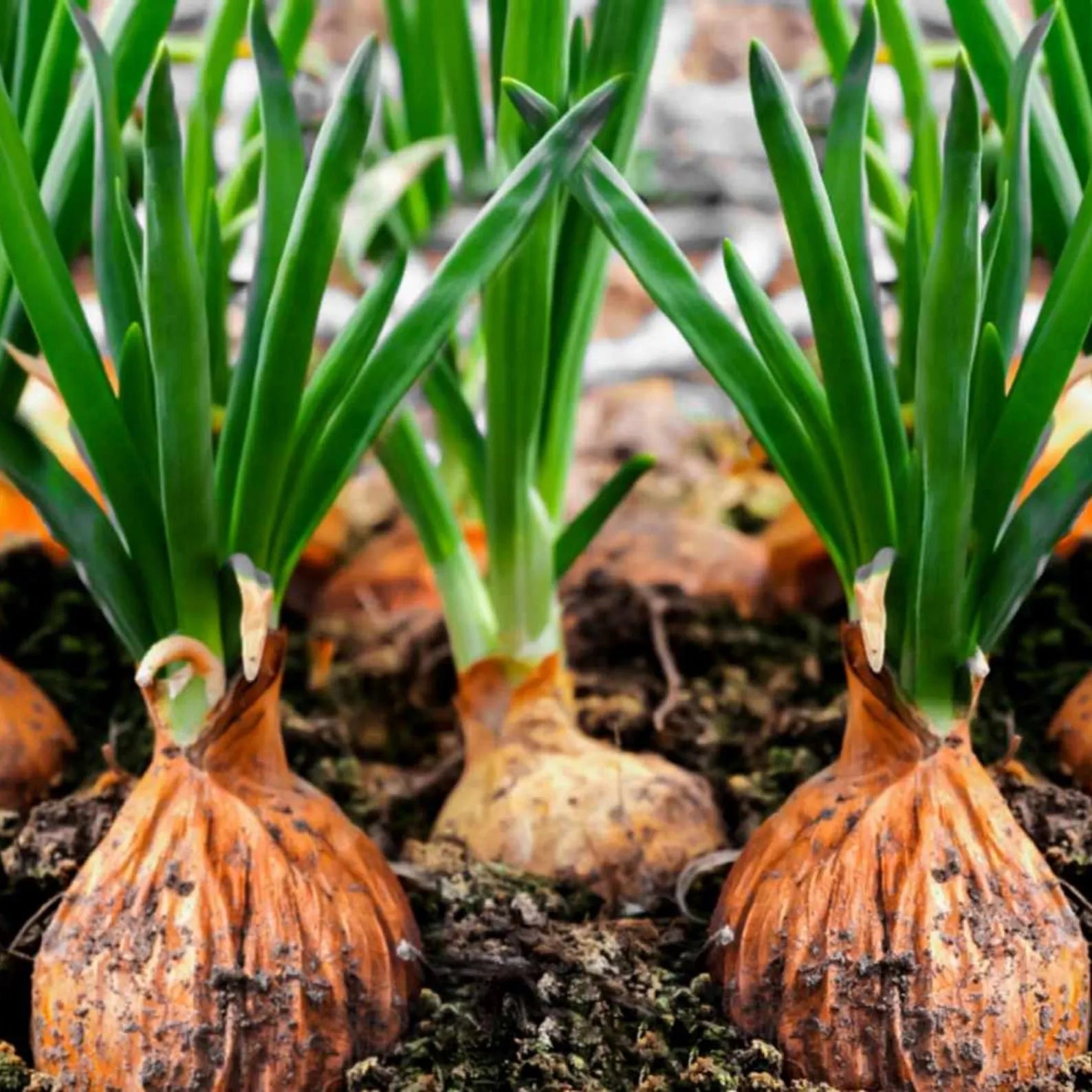 Yellow Sweet Spanish Utah Onion
