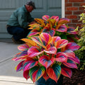 🌈🔥 Limited Edition Rainbow Flame Hostas -Rare Multicolor Foliage. Exclusive to Our Store 🌸