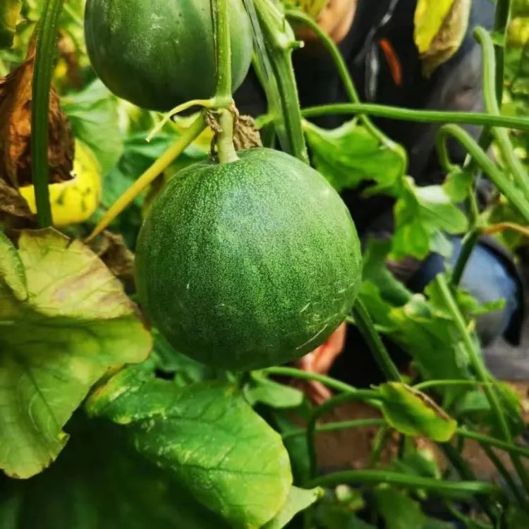 Emerald Melon Seeds