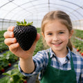 🍓Giant Black Diamond Strawberries Seeds – Sweet. Nutrient-Rich & Easy to Grow at Home