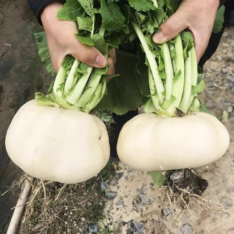 Jade Plate Vegetables Seeds