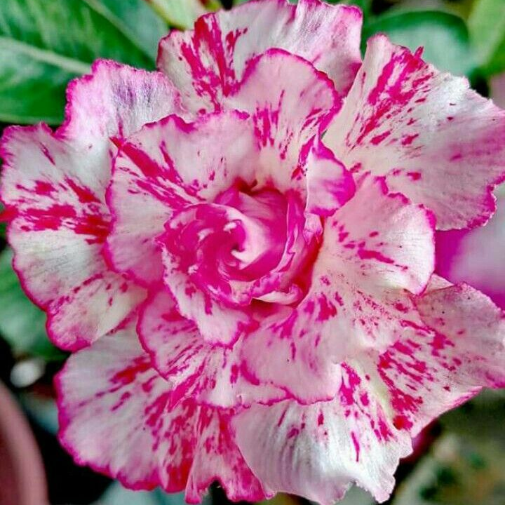 🎁Desert Rose Bulbs🌵Super easy care! 🌸 Adenium Obesum Bulbs