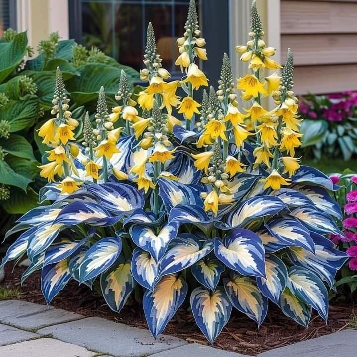 🌿 Rare Hosta Seeds — Premium. Shade-Loving Perennials with Lush Foliage🌈