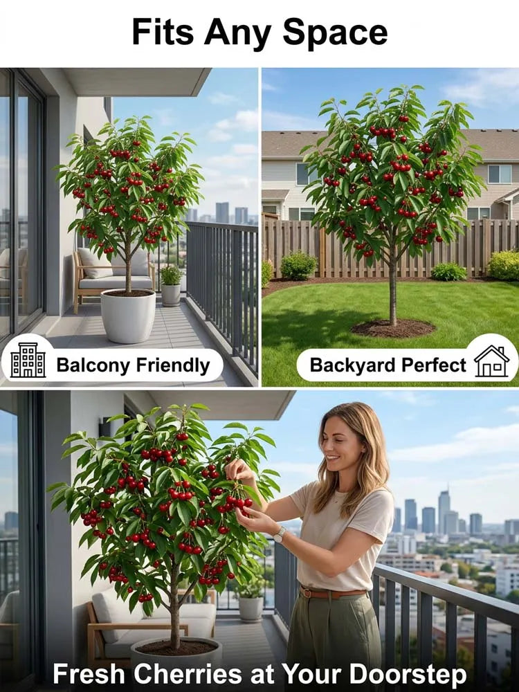 [No fruit. full refund] Premium Giant Sweet Cherry Sapling