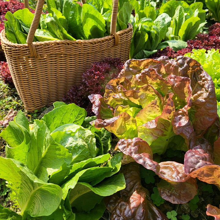 Organic Lettuce Seeds 'Purple'