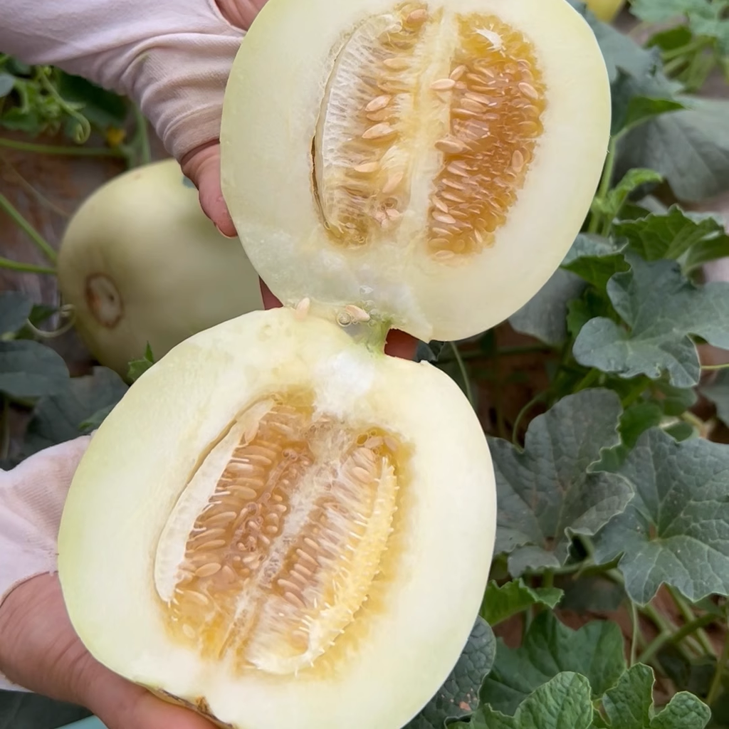Lazy Melon Seeds