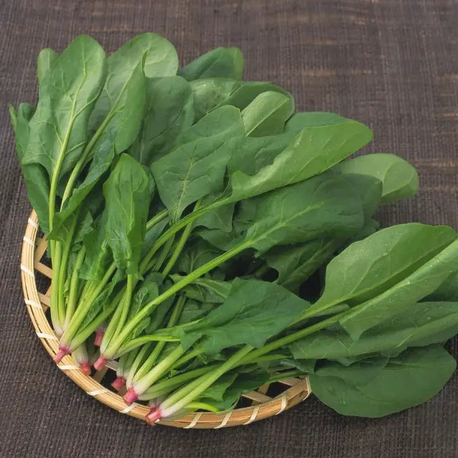 🥬Four Seasons Red Stem Spinach - The Eggs of Vegetables