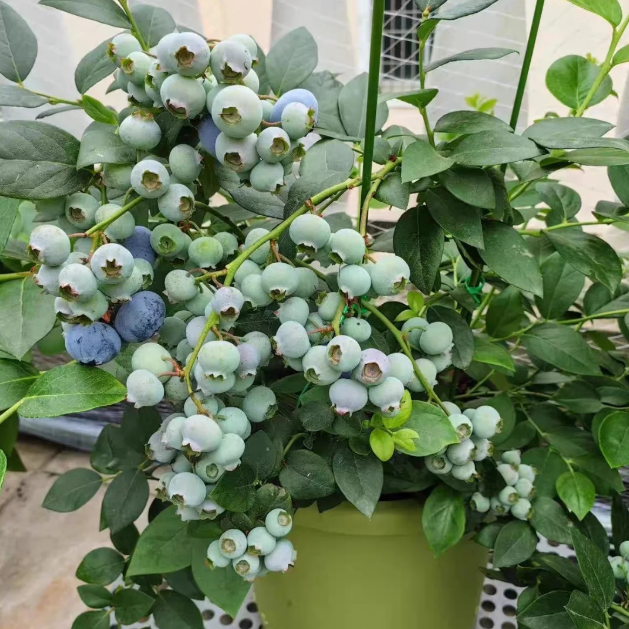 🫐 Sweet Ice Blueberry - Year-Round Harvest - Home Potted Plant - Balcony Backyard