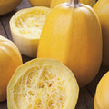 Vegetable Spaghetti. Squash Seeds