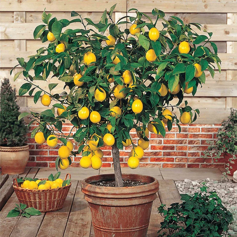 🍋Potted Perfume Lemon Seeds
