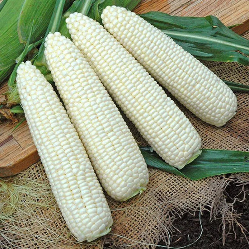 Sweet Corn Freedom MXR F1