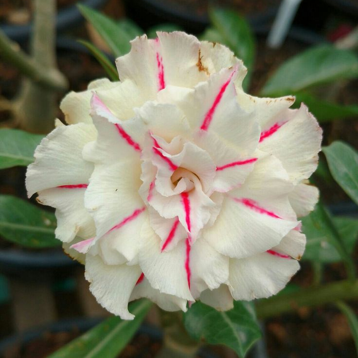 🎁Desert Rose Bulbs🌵Super easy care! 🌸 Adenium Obesum Bulbs