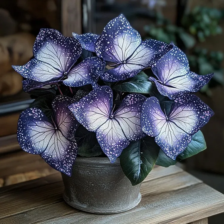 🌟Midnight blue Hosta-A Radiant Addition to Your Home! 🌟