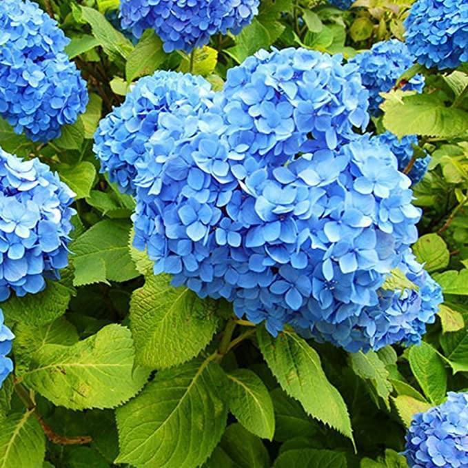 🔥 Limited Edition! Red. White & Blue Hydrangeas for America's 250th 🇺🇸