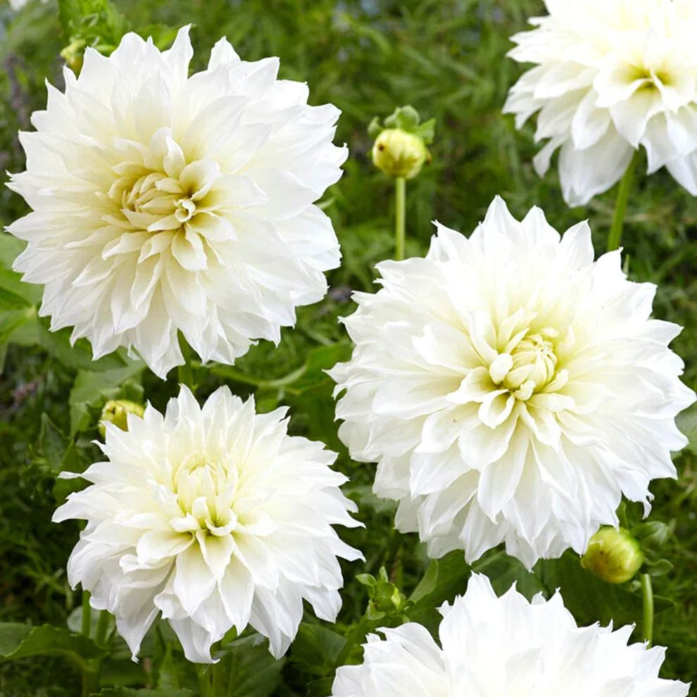 🌸Dinnerplate Dahlia Bulbs – Giant Show-Stopper Blooms