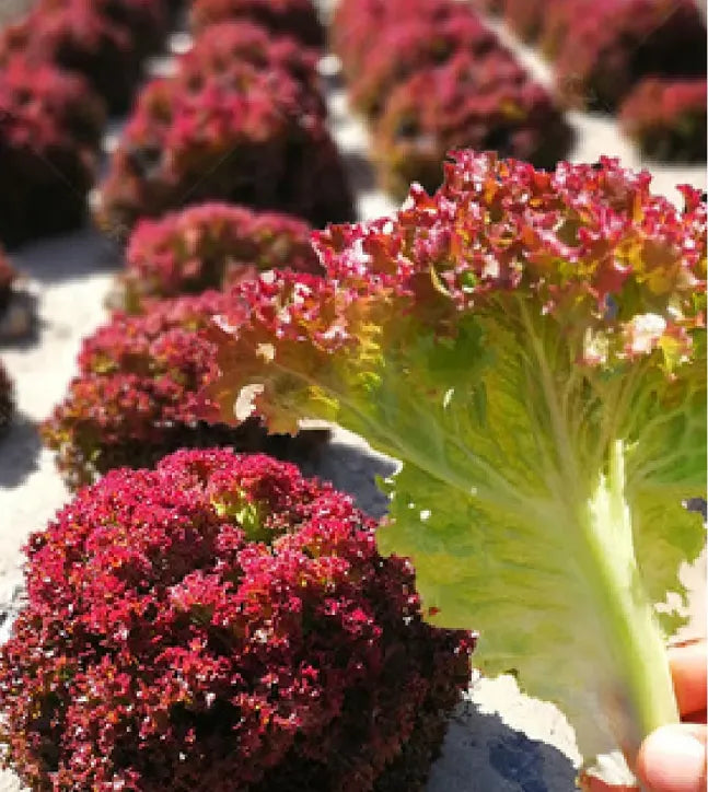 Organic Lettuce Seeds 'Purple'