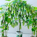 🥒 40% Off Climbing Cucumber Seeds – Grow Fresh & Save Big!
