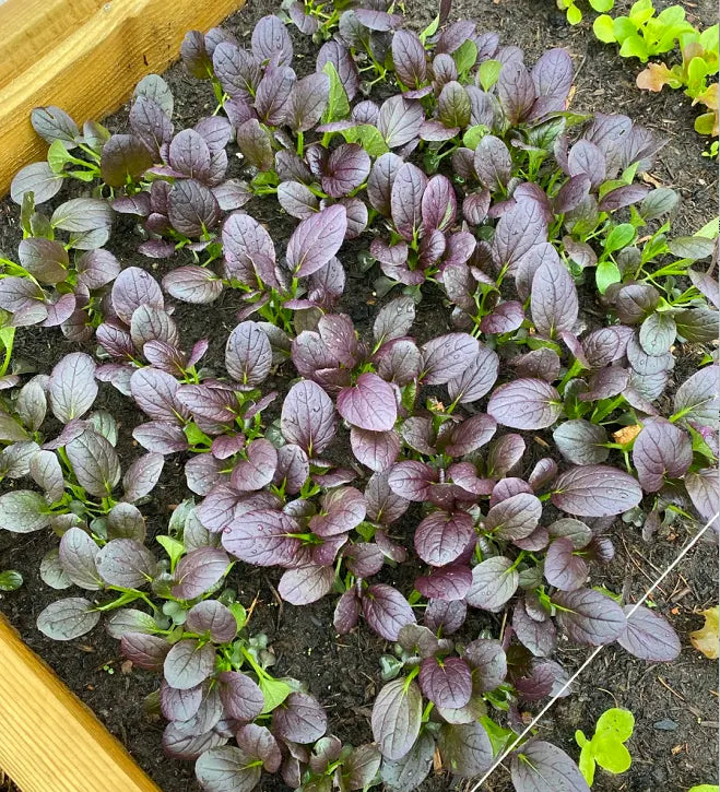Purple Leaf Rape Seeds
