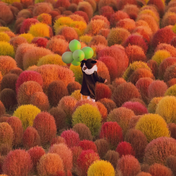 ❤️Bassia Scoparia Seeds——Colorful Grass Ball